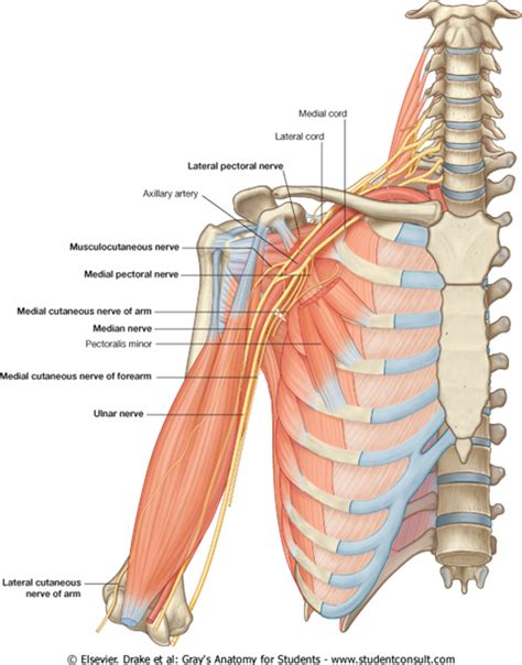Pin By Lita On Anatomy Human Muscle Anatomy Medical Anatomy Human