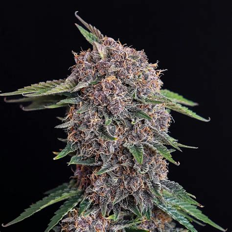 Fast Buds Autoflowering Cannabis Seeds: Cherry Cola Auto | Fast Buds