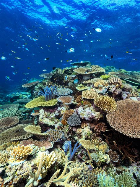 Life And Death Of The Great Barrier Reef Nature Research Ecology