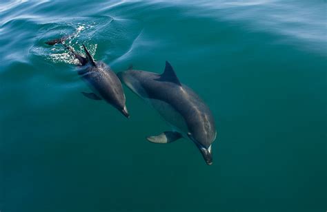 Motherand Calf Common Dolphins Delphinus Delphis Flickr Photo Sharing