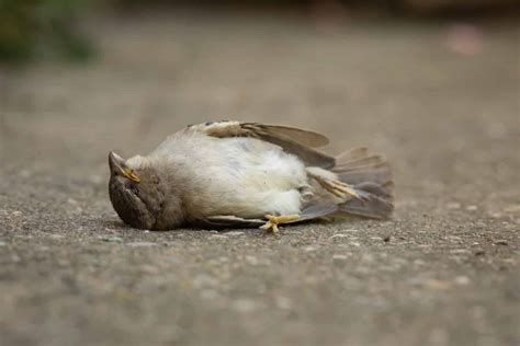 Over 1000 Migrating Birds Are Dead After Crashing Into A Chicago