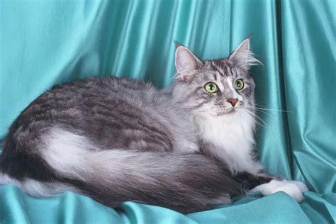 If so, we don't blame you! Maine Coon Cat Personality, Characteristics and Pictures ...