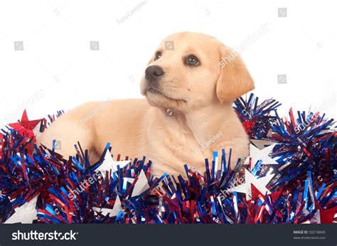Cute Yellow Labrador Beagle Mix Puppy With Fourth Of July Decorations