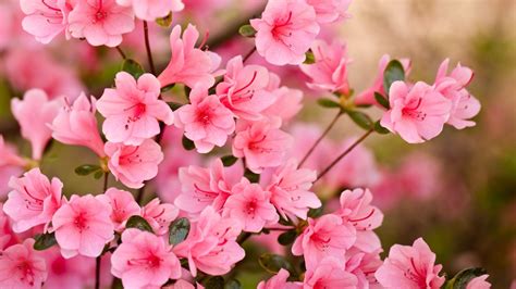 Summer Pink Spring Flowers Utopia Fragrant Blurry Garden