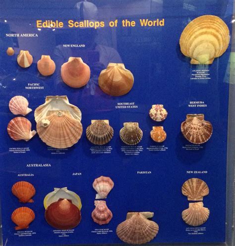 Bailey Matthews Sea Shell Museum Sanibel Fl Sea Shells