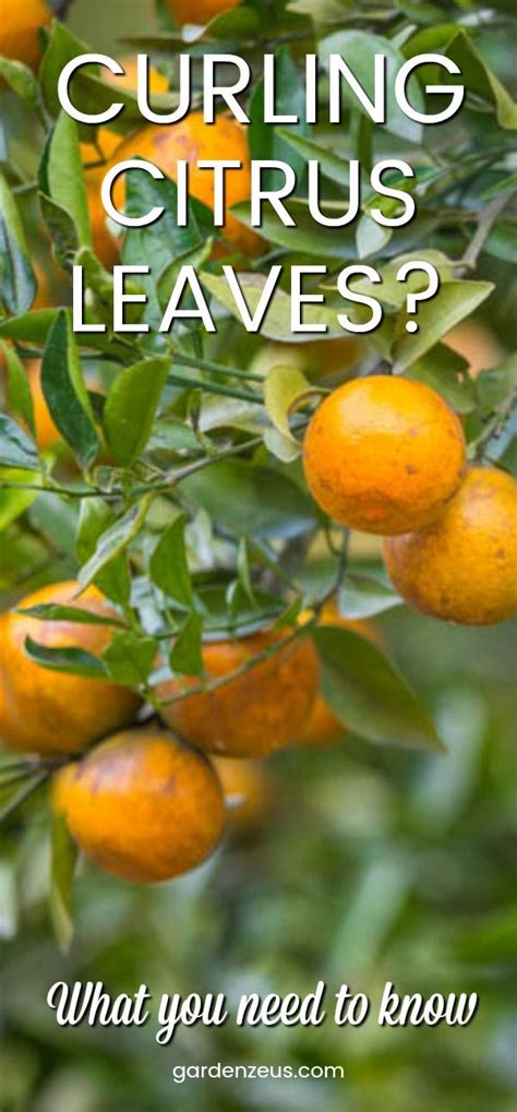 Green with garden how to cure citrus leaf curling problems. Why Are Leaves Curling on My Orange and Lemon Trees ...