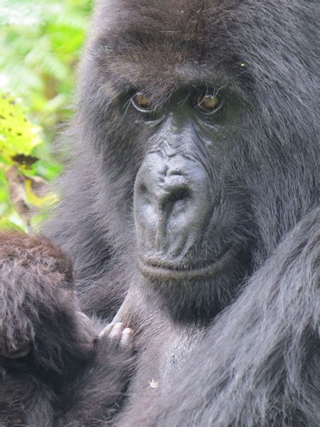Gorillas Know No Rules Africa Geographic