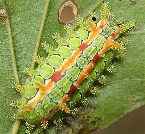 Toxic Caterpillars Living In Pennsylvania Will Give You Rash Blisters And Maybe Kill You