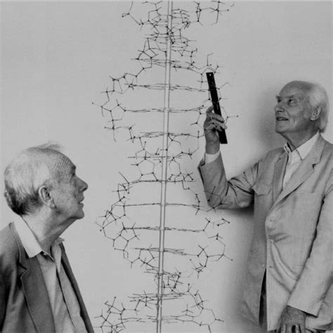 1 James Watsons And Francis Cricks Discovery In 1953 That Dna Forms