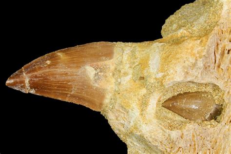 29 Mosasaur Prognathodon Jaw Section With Unerupted Tooth For Sale 163911