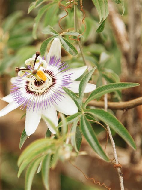 4 Health Benefits Of Passionflower Tea That You Shouldn’t Ignore The