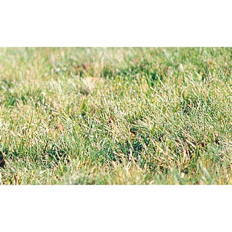 8 Lbs Canada Green Grass Seed 175749 Yard And Garden At Sportsman S Guide