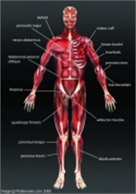 They help us walk and run and smile. Pilatesmann.com - The Anatomy of Pilates