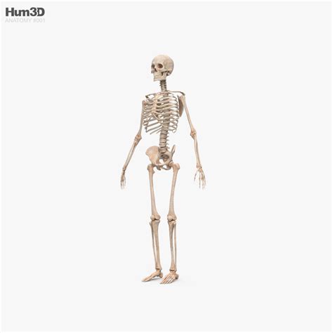 Human Skeleton 3d Models Download Hum3d