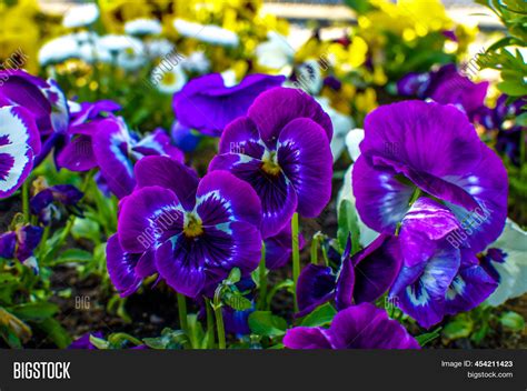 Viola Wittrockiana Image And Photo Free Trial Bigstock