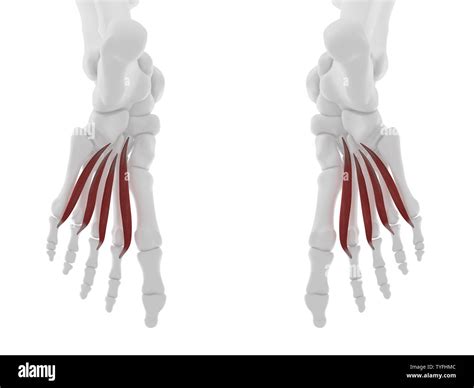 3d Rendered Medically Accurate Illustration Of The Lumbrical Muscles