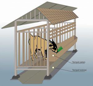 Ukuran kandang kambing yang dibutuhkan untuk usaha ternak kambing modern sangat efisien, karena tidak perlu terlalu besar. Budidaya Kambing, Bag II : Pembuatan kandang Kambing Yang Ideal | | Agrokompleks Kita