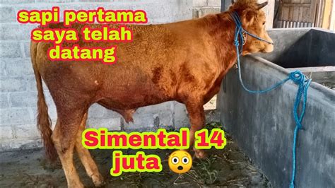 Sapi jantan seharga 14 jt seperti ini - YouTube