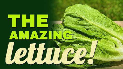 Wonderful Nutrition Facts Of Lettuce Health Benefits Of Lettuce Youtube
