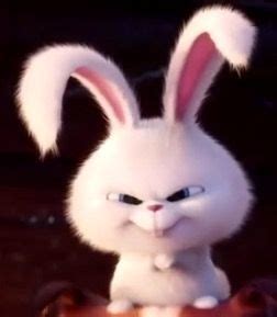 There are five new pets that you can collect in the halloween update. 146 best images about Snowball on Pinterest | The secret ...