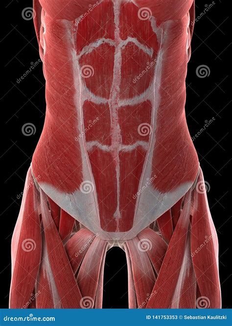 A Females Abdominal Muscles Stock Illustration Illustration Of Muscle