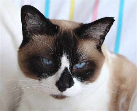 Snowshoe Cat Have An Affectionate And Docile Disposition Due To This