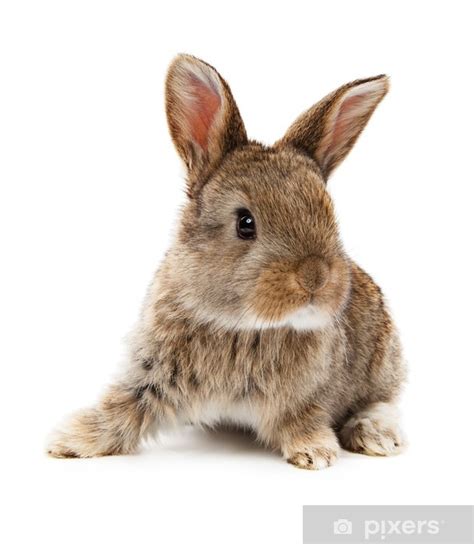Zum beispiel wollte ich den weißen hintergrund eines bildes entfernen, um es transparent zu machen. Fototapete Tiere. Kaninchen auf einem weißen Hintergrund ...