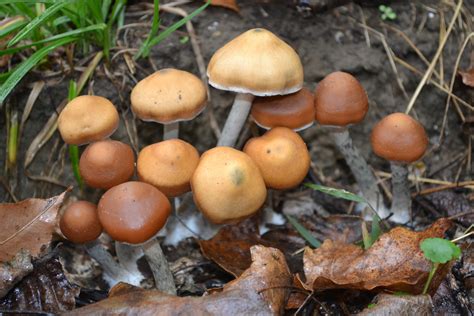 Psilocybe Azurescens Outdoor Bed Fall 2013 2014 Hardniess Zone 5a