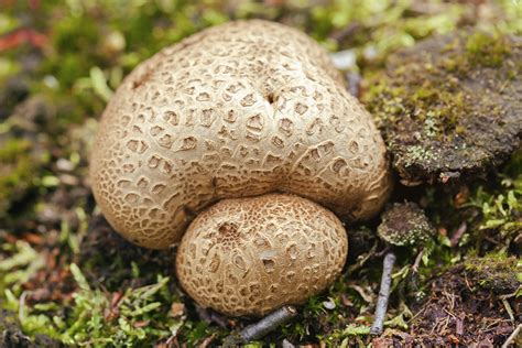 Magic Mushrooms Found In Ohio - All Mushroom Info