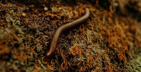 How Do Little Worm Infestations Get Inside Your House