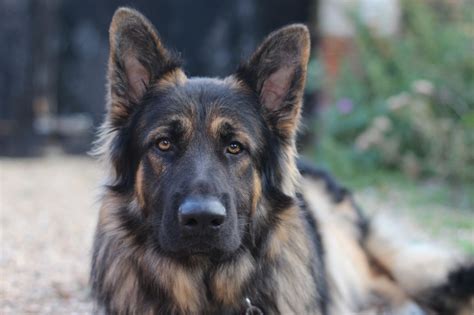 A black german shepherd is a german shepherd like any other. Longhaired black/tan& german shepherd puppies | Iver ...