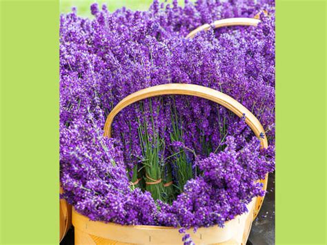 Growing lavender from seeds can be a little tricky, but once you have it, growing it from cuttings is easy peasy! How To Grow Lavender From Cuttings - Boldsky.com