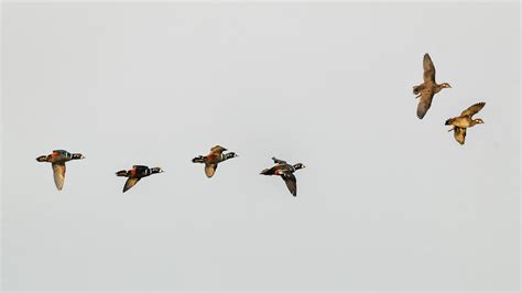 Harlequin Ducks In Flight Photograph By Christina Stobbs Fine Art America