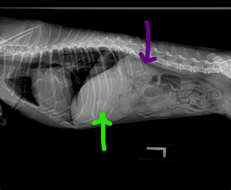 Incidental Findings Veterinary X Ray Surprises Practical Petvet®