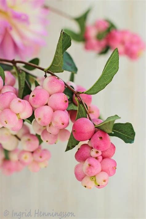 Pink Snowberries Ingrid Henningsson Of Spring And Summer Flowers
