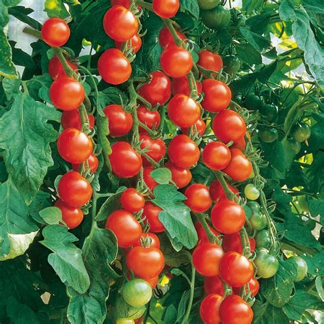Grafted Tomato Plant Gardeners Delight Suttons