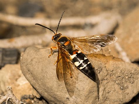 Azs Comprehensive Guide To Cicada Killer Wasps Giant Wasps In Az