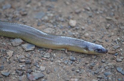 Legless lizards are normal lizards that lost their legs, says chelsea connor, a herpetologist at midwestern state university in texas. LEGLESS LIZARD - Branson's Wild World