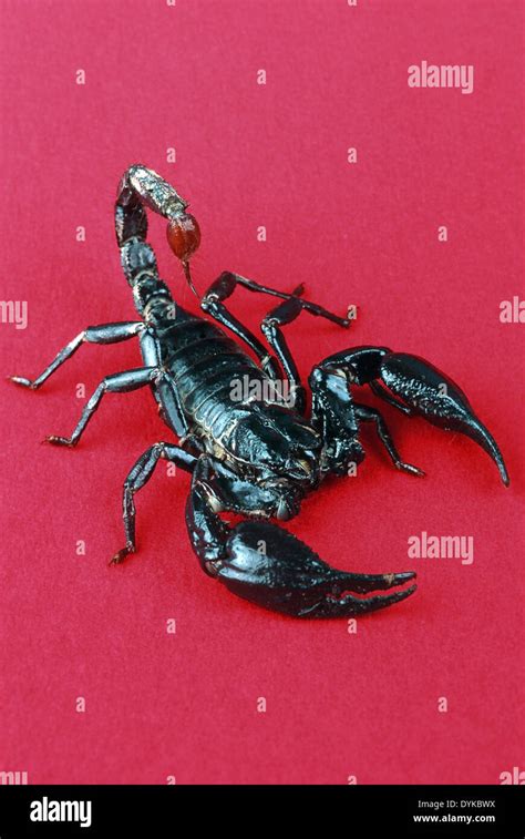 Blauer Thai Scorpion Fotografías E Imágenes De Alta Resolución Alamy