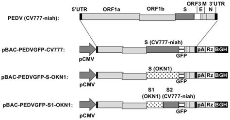 cv777to