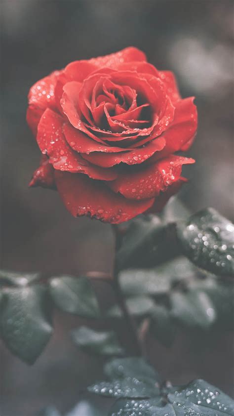 A Dozen Red Roses Iphone Wallpapers For Valentines Day
