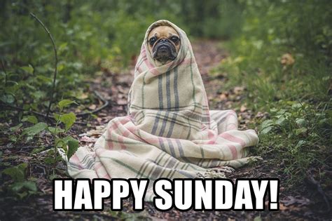 Happy Sunday Funny Memes - VitalCute