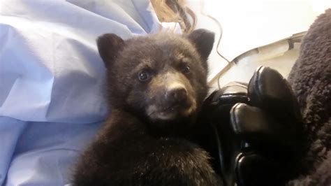 Adorable Bear Cub Found Wandering In Man’s Yard Now At Wildlife Center Of Virginia