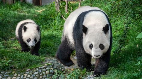 The High Extinction Risk For Giant Pandas Giving Compass