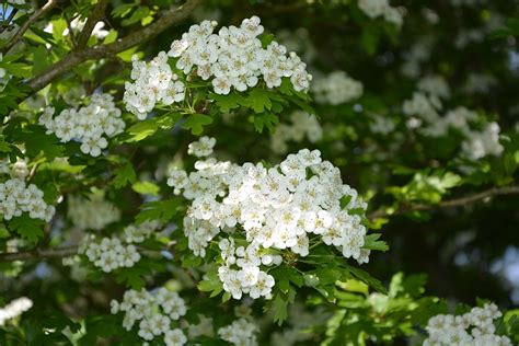 Check spelling or type a new query. Biancospino (Crataegus monogyna): Consigli, Coltivazione e ...