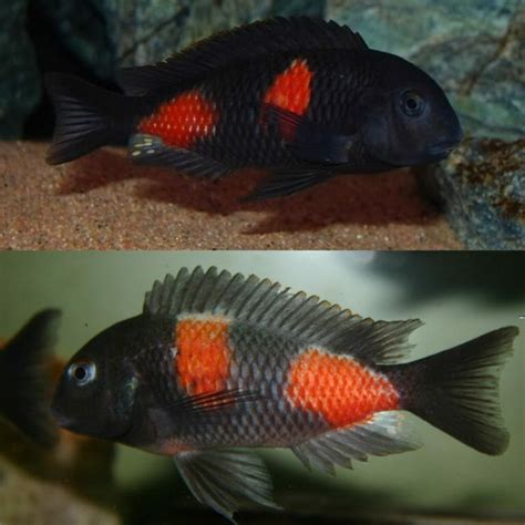 African Cichlid Tanganyikan Cherry Spot Tropheus Tropheus Bulu