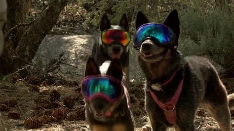 Goggled Doggy Trio Attract Following Along Southern Nevada Hiking