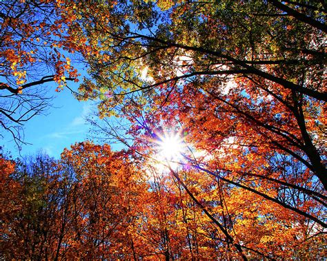Fall Sunshine Photograph By Scott Olsen Fine Art America