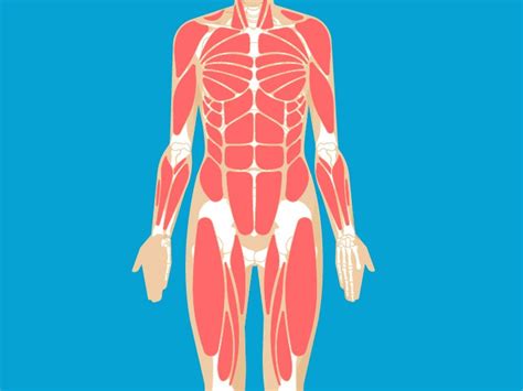 Muscular System Anatomy Diagram And Function Healthline