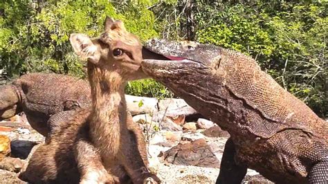 15 Brutal Moments When Komodo Dragons Hunt In The Wild Youtube